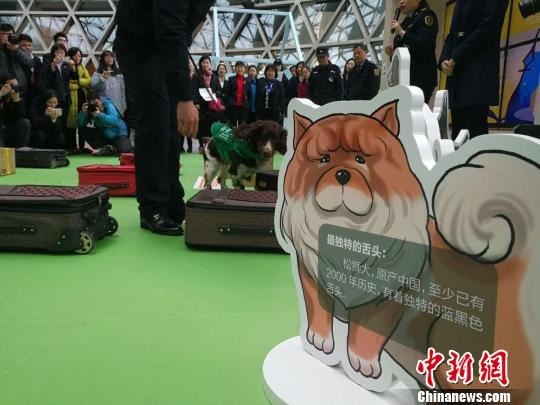 2018狗年生肖特展在上海科技馆举办，吸引众多观众。　汤彦俊 摄