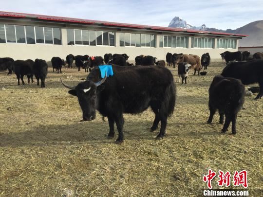 西藏完成查田勘界测耕地面积超500万亩