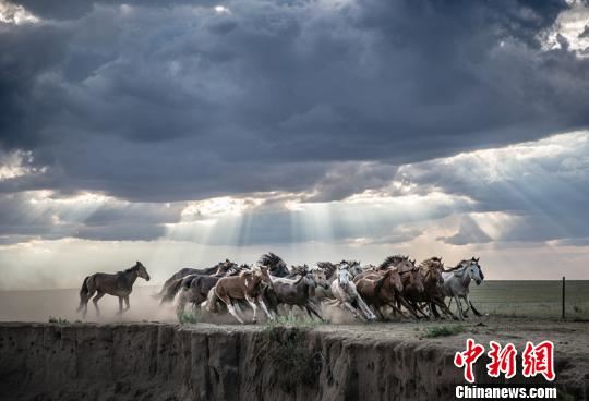 图为高玉江拍摄的蒙古马群。本人供图