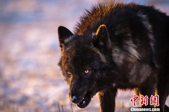 图为高玉江拍摄到的黑狼。本人供图