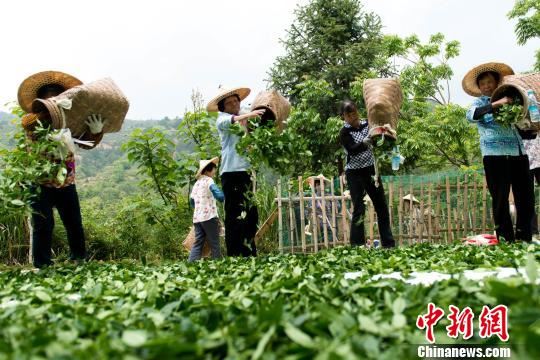 茶农们在采青晾青。　安宣 摄