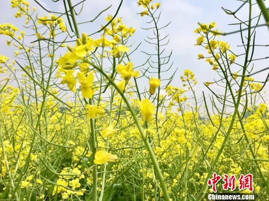 贵州：“花期旅游”带来“美丽经济”