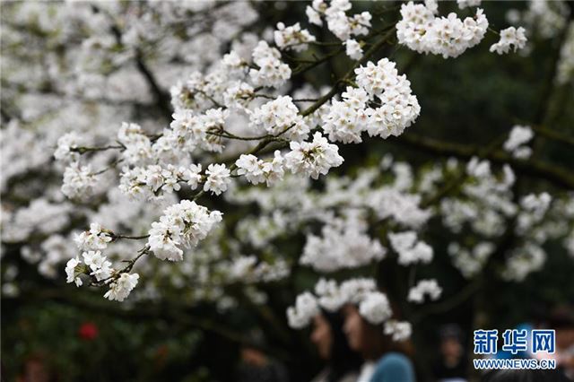 （春季美丽生态）（4）西子湖畔 鲜花烂漫