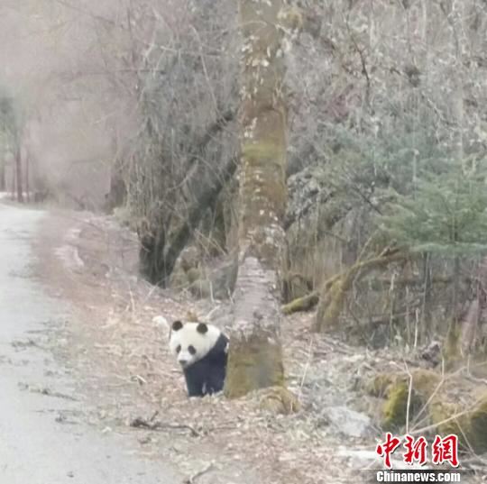 四川平武大熊猫“八字步”过马路游客兴奋拍照