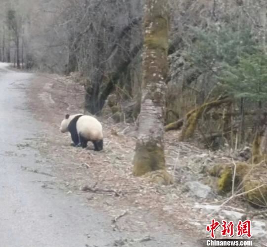 大熊猫走向树林中。 游客提供