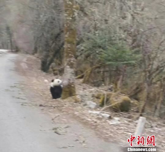 憨态可掬的大熊猫。 游客提供