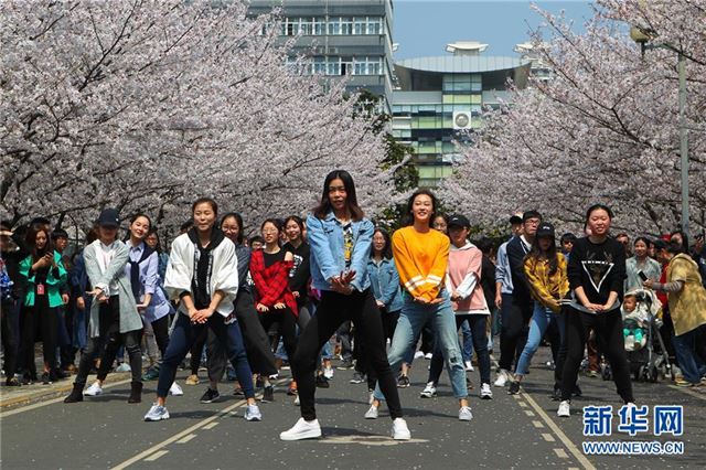 （环境）（3）上海：校园樱花盛放