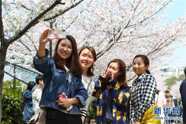 （环境）（4）上海：校园樱花盛放