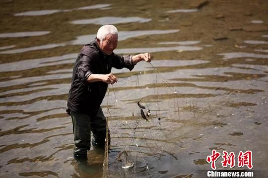 31日，安徽省休宁县板桥乡油菜花节开幕，图为村民捕捞当地特色的泉水鱼。　樊成柱 摄