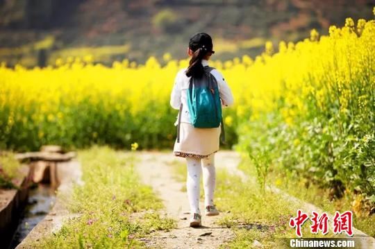 31日，安徽省休宁县板桥乡油菜花节开幕，图为在油菜花海中玩耍的儿童。　樊成柱 摄