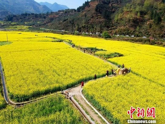31日，安徽省休宁县板桥乡油菜花节开幕，图为当地的油菜花海。　樊成柱 摄
