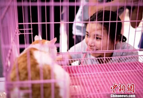 22日，合肥领养日活动上，市民正在挑选要领养的宠物。　刘鸿鹤 摄