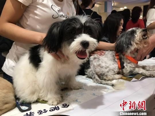 22日，合肥领养日活动上待领养的宠物狗。　刘鸿鹤 摄