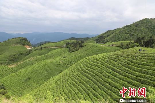 贵州雷山：茶产业助推苗乡脱贫攻坚