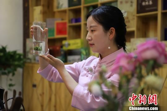 图为雷山县茶商在展示冲泡好的“银球茶”。　瞿宏伦 摄