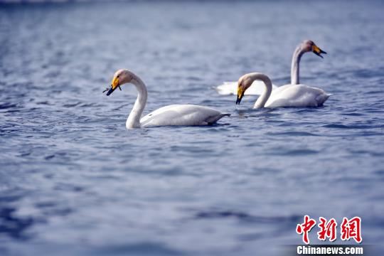 五只天鹅“逛”新疆孔雀河