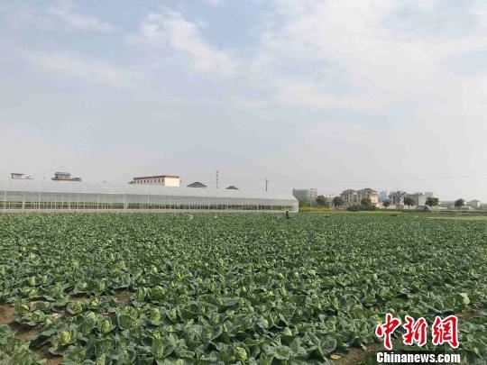 杭州郊区某农场。　张斌 摄