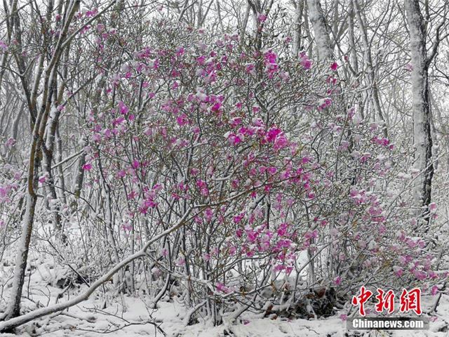 “塞北小江南”降雪 兴安杜鹃傲雪绽放