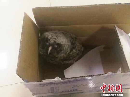 云南警民接力救助国家二级保护动物灰林鸮“宝宝”