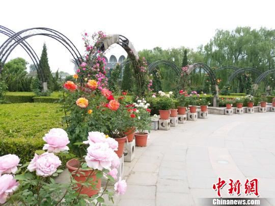 第十届北京月季文化节开幕推12个主题展区