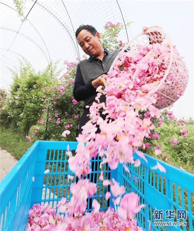 #（经济）（1）江苏海安：玫瑰香溢致富路