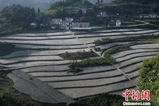 俯瞰薄膜覆盖的烟田。烟草商业系统对白马新村的基本烟田进行土地整理，项目于2016年12月竣工并投入使用，实施土地整理面积682亩。　张浪 摄