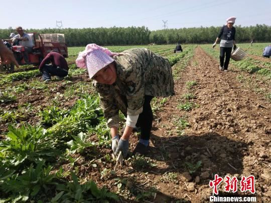 山西长子县产业扶贫：芦笋从贫困户手中走向国外餐桌