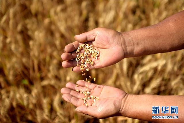 （经济）（2）河北：小麦测产迎丰收