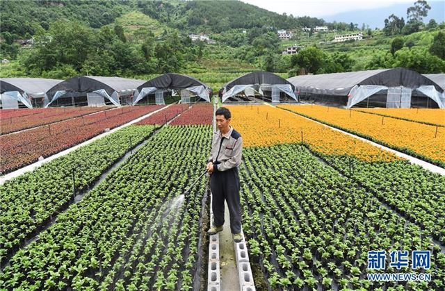 （经济）（3）重庆武隆：花卉产业助力脱贫攻坚