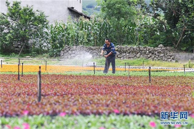 （经济）（4）重庆武隆：花卉产业助力脱贫攻坚