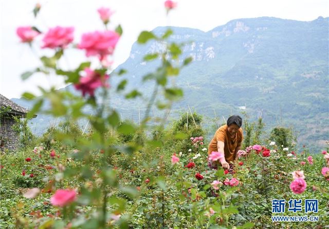 （经济）（6）重庆武隆：花卉产业助力脱贫攻坚