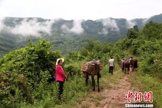 “马帮突击队”行进在泥泞小路上。　陈本强 摄