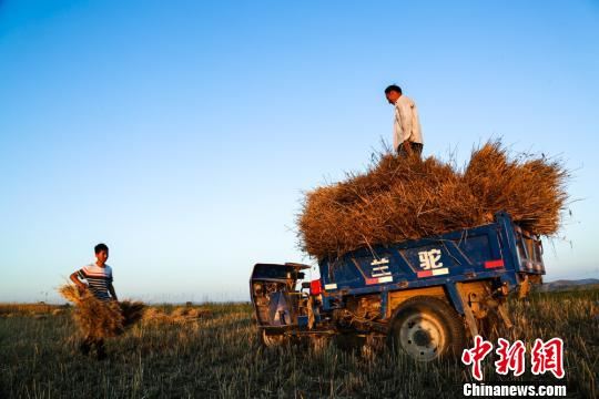 图为农民将收割完成的小麦装车。　张永鑫　摄