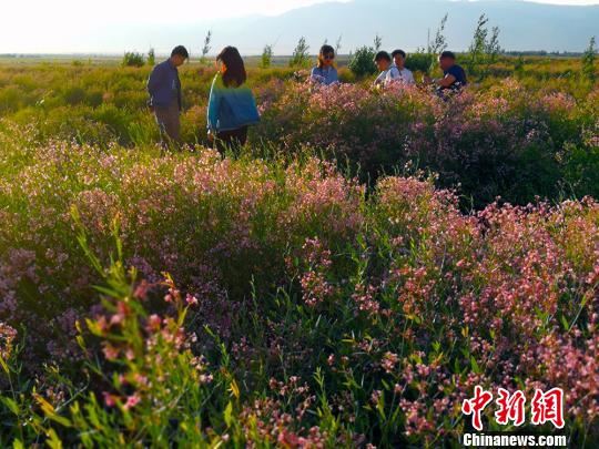 游客畅游布尔津县戈宝红麻花海景区。　王小军　摄