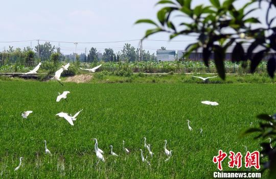 时下，在江西省南昌市新建区象山镇河林村的田间，到处可见白鹭飞舞的倩影。　陈斌 摄