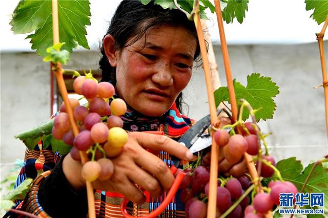 （脱贫攻坚）（6）西藏阿里：生态农业促脱贫