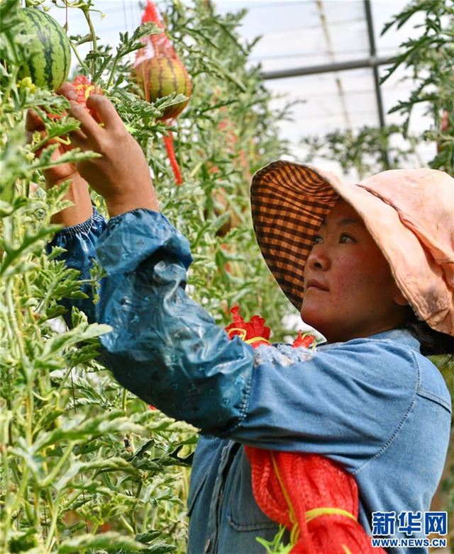 （脱贫攻坚）（8）西藏阿里：生态农业促脱贫