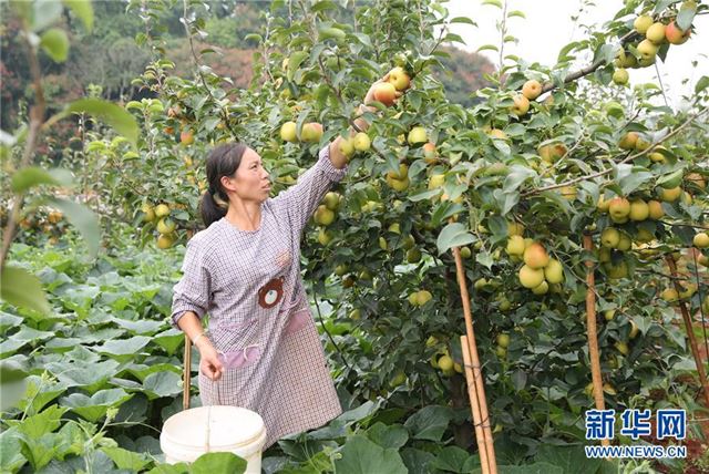 #（经济）（2）云南泸西：生态农业助农增收