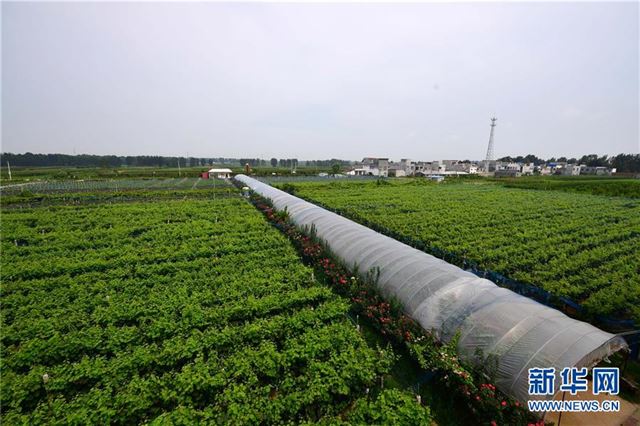（经济）（3）河南方城：特色农业促农增收