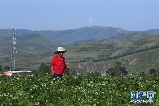 （经济）（5）山西岚县：小土豆种出大产业