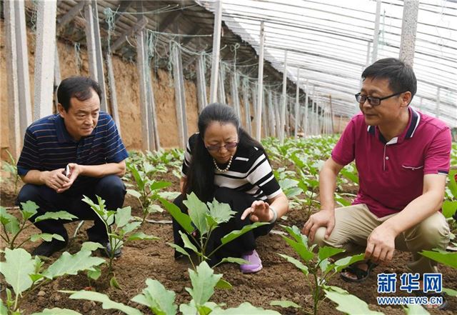 （图文互动）（1）专家进菜棚 企业赠种苗——山东寿光菜农逐步恢复生产