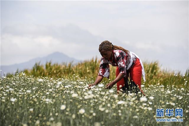 （国际·中非合作论坛）（2）中国技术让肯尼亚除虫菊种植者受益颇多