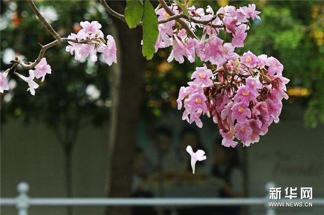 （新华视界）（1）新加坡风铃木花盛开