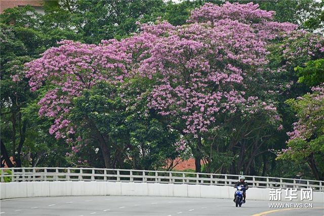 （新华视界）（5）新加坡风铃木花盛开
