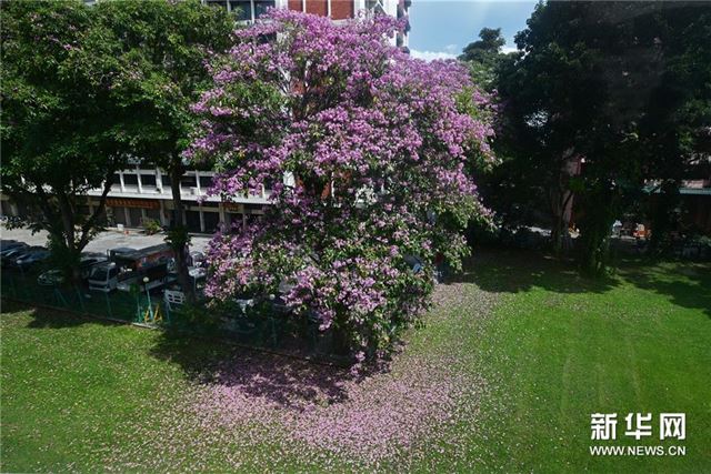 （新华视界）（3）新加坡风铃木花盛开