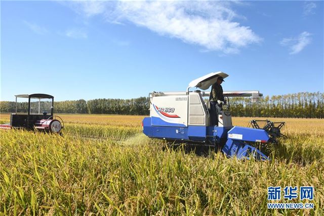 #（经济）（4）黑龙江垦区进入水稻收割季