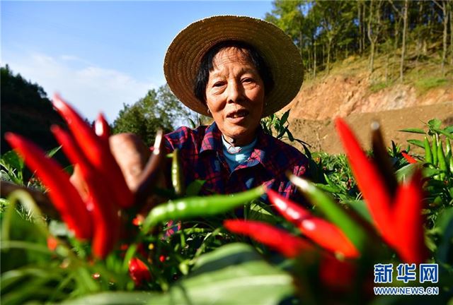 （经济）（1）陕西汉滨：“订单辣椒”助农增收