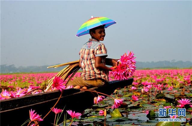 （XHDW）（1）孟加拉国：睡莲花开