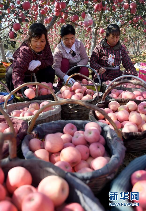 （丰收的味道）（2）陕西宜川：苹果成为致富“摇钱树”