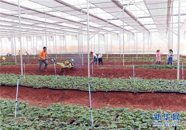 （经济）（1）云南砚山：果蔬产业扶贫项目促农民脱贫增收